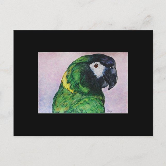 Yellow Collared Macaw ACEO Art Trading Card Postkarte (Vorderseite)