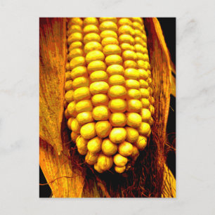 Yellow Cornsilk Cob Husks Cornsilk Good Harvest Postkarte