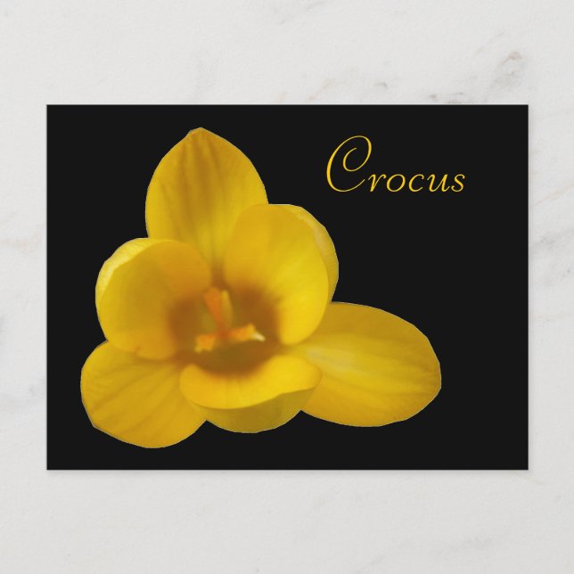 Yellow Crocus Anpassbare Postkarte (Vorderseite)