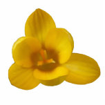Yellow Crocus Fotoskulptur<br><div class="desc">Diese Fotoskulptur zeigt ein wunderschönes und detailliertes Foto einer gelben Krokus-Blume,  die mit Makrofotografie aufgenommen wurde.</div>