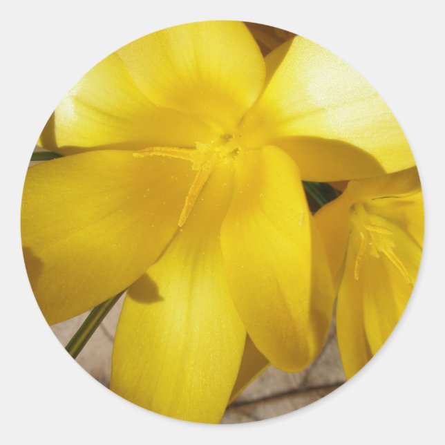 Yellow Crocuses Stickers (Vorderseite)