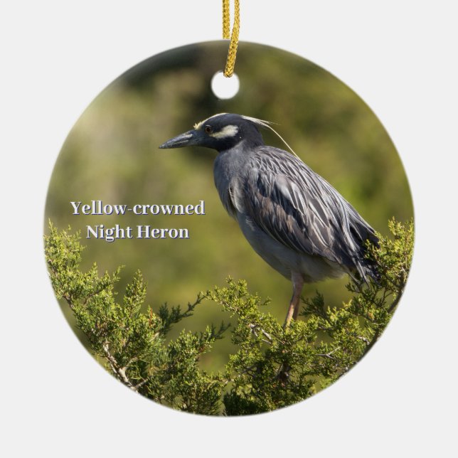 Yellow-Crowned Night Heron Ornament (Vorne)
