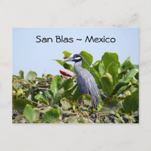 Yellow Crowned Night Heron Postkarte