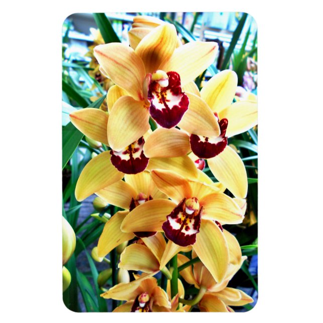 Yellow Cymbidium Orchius Magnet (Vertikal)