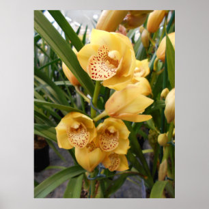Yellow Cymbidium Orchius Poster