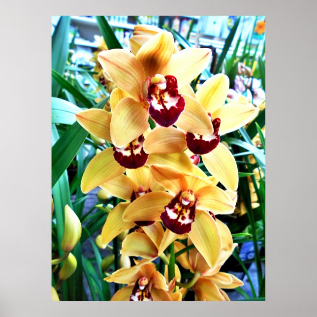 Yellow Cymbidium Orchius Poster (Vorne)