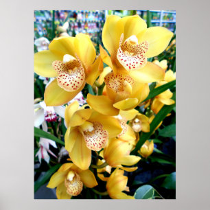 Yellow Cymbidium Orchius Poster