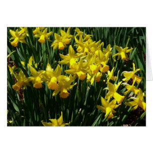 Yellow Daffodien I Cheery Spring Blumen