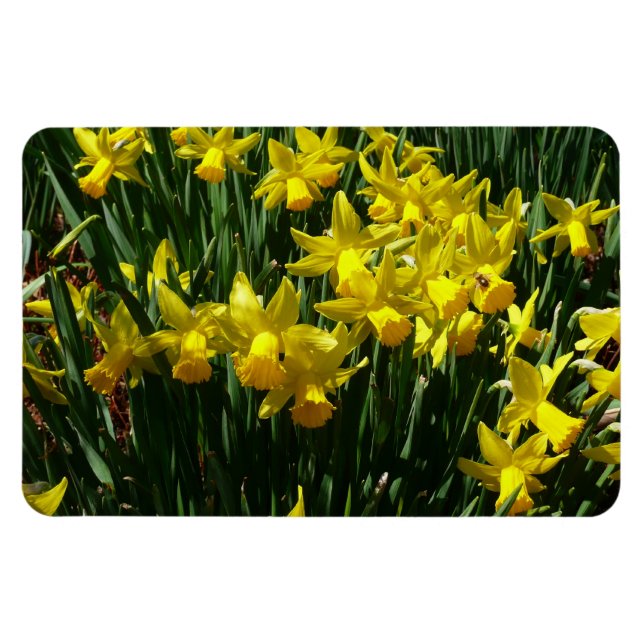 Yellow Daffodien I Cheery Spring Blumen Magnet (Horizontal)