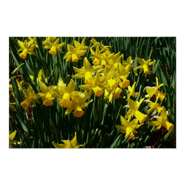 Yellow Daffodien I Cheery Spring Blumen Poster (Vorderseite)