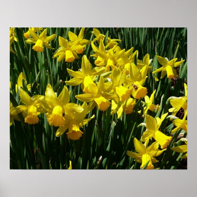 Yellow Daffodien I Cheery Spring Blumen Poster (Vorne)