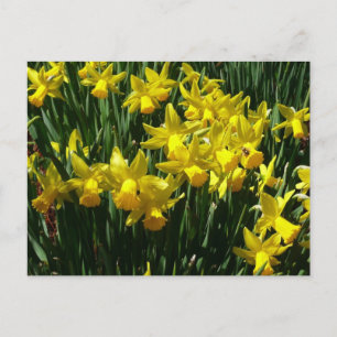 Yellow Daffodien I Cheery Spring Blumen Postkarte