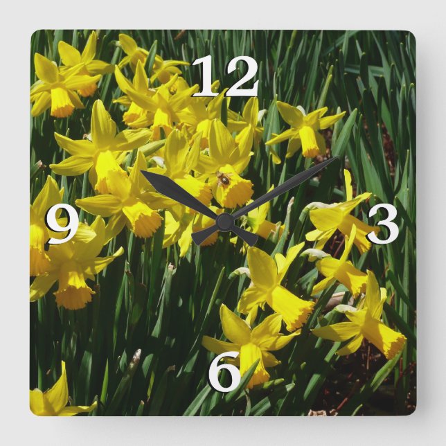 Yellow Daffodien I Cheery Spring Blumen Quadratische Wanduhr (Vorderseite)