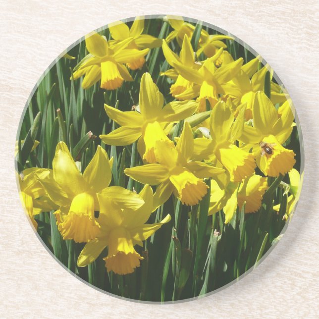 Yellow Daffodien I Cheery Spring Blumen Sandstein Untersetzer (Vorne)