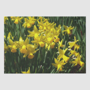 Yellow Daffodien I Cheery Spring Blumen Seidenpapier
