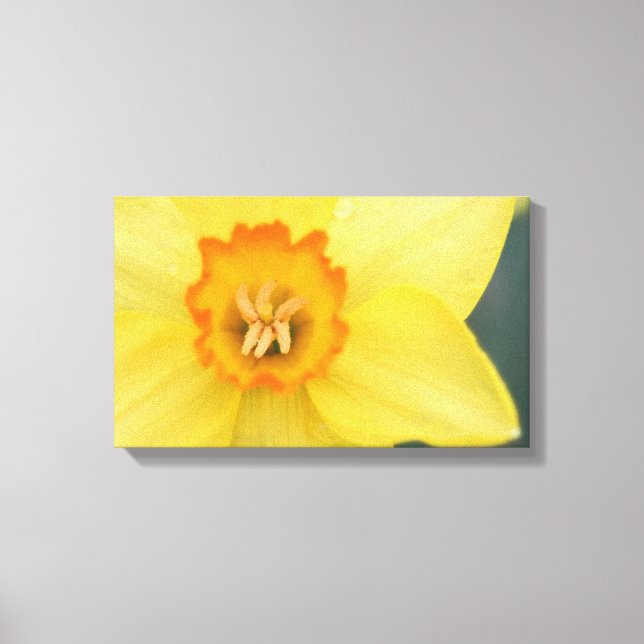 Yellow Daffodil Canvas Print Leinwanddruck (Vorderseite)