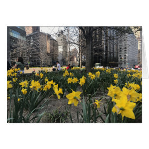 Yellow Daffodis Columbus Circle NYC Spring Blume