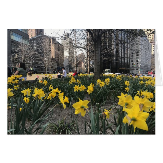 Yellow Daffodis Columbus Circle NYC Spring Blume (Vorderseite (Horizontal))
