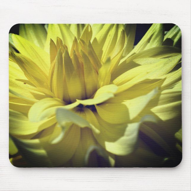 Yellow Dahlia Blume Petals Up Nah Mousepad (Vorne)