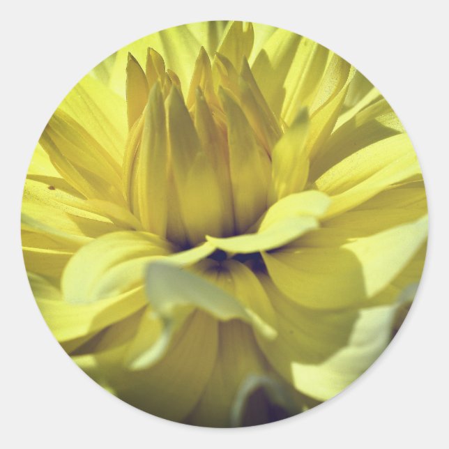 Yellow Dahlia Blume Runder Aufkleber (Vorderseite)