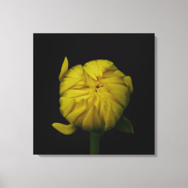 Yellow Dahlia Bud Canvas Print Leinwanddruck