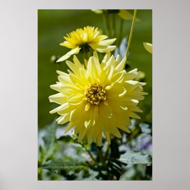 Yellow Dahlia Gerahmt Print Poster (Vorne)