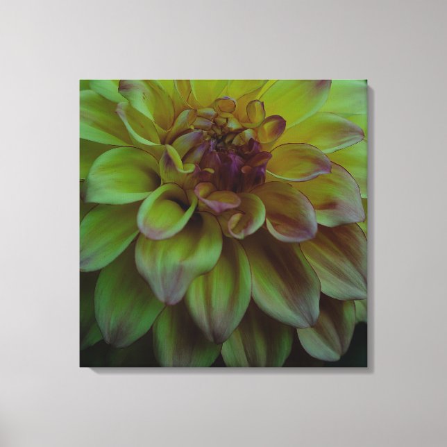 Yellow Dahlia Leinwanddruck (Vorderseite)
