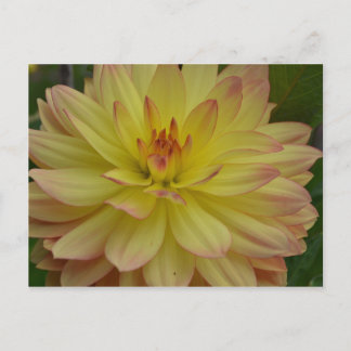 Yellow Dahlia Postcard Postkarte