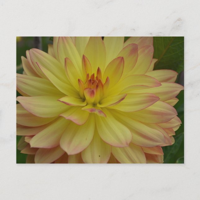 Yellow Dahlia Postcard Postkarte (Vorderseite)