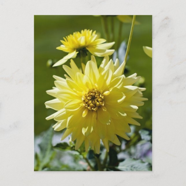 Yellow Dahlia Postcard Postkarte (Vorderseite)