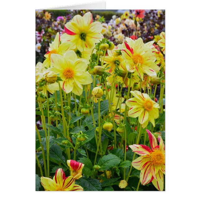 Yellow dahlias Garden (Vorne)