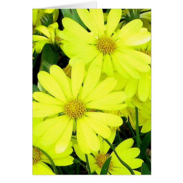 Yellow Daisies (Vorne)