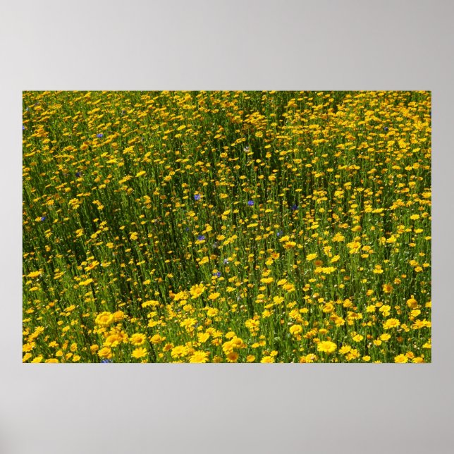 Yellow Daisies Poster (Vorne)