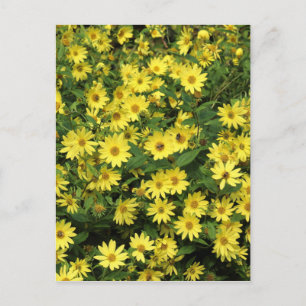 Yellow Daisies Postkarte