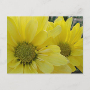 Yellow Daisies Postkarte