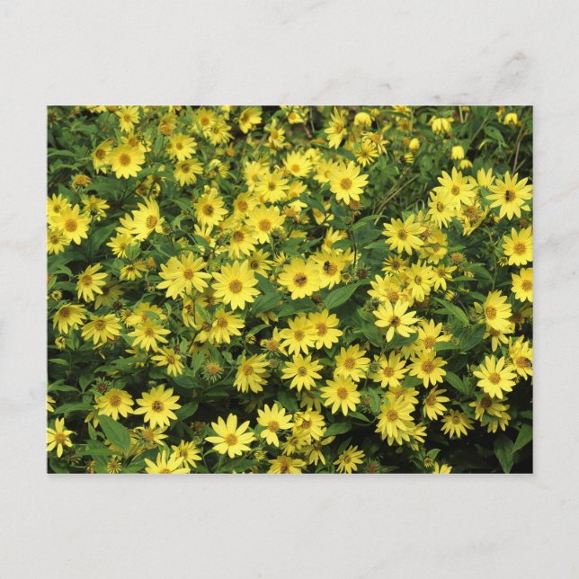 Yellow Daisies Postkarte (Vorderseite)