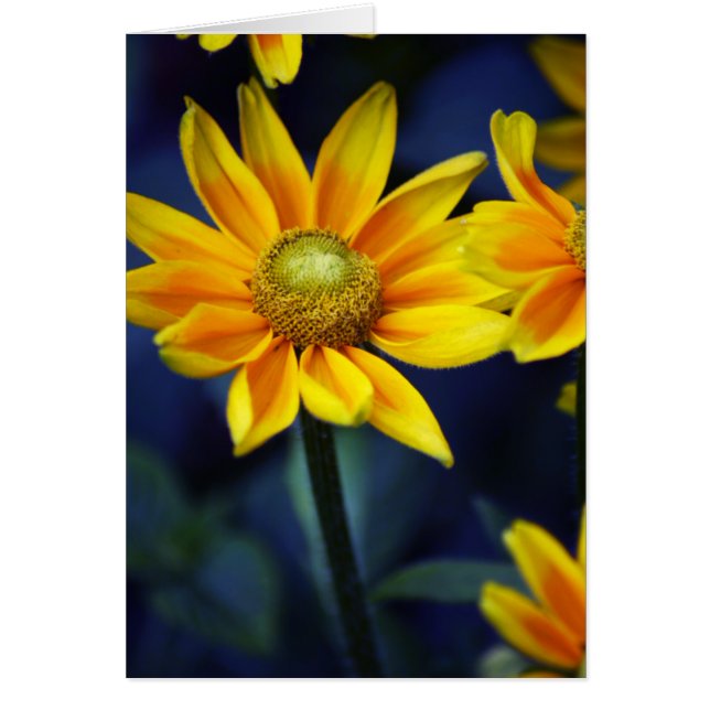 Yellow Daisy (Vorne)