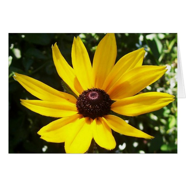 Yellow Daisy (Vorderseite (Horizontal))