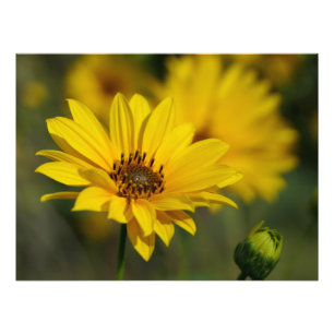 Yellow Daisy Helenium Fotodruck
