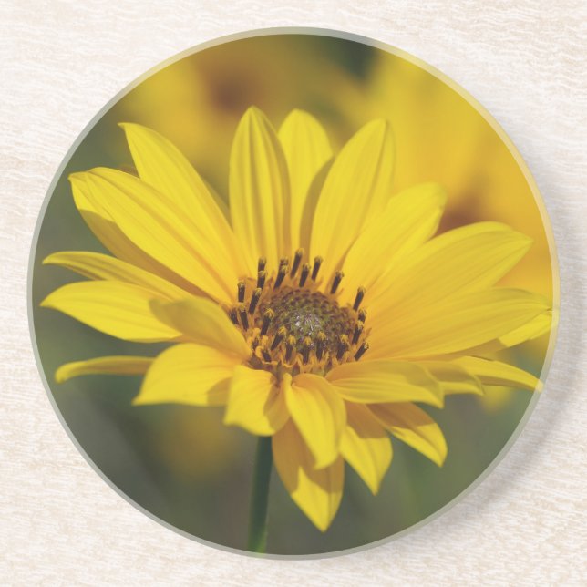 Yellow Daisy Helenium Getränkeuntersetzer (Vorne)