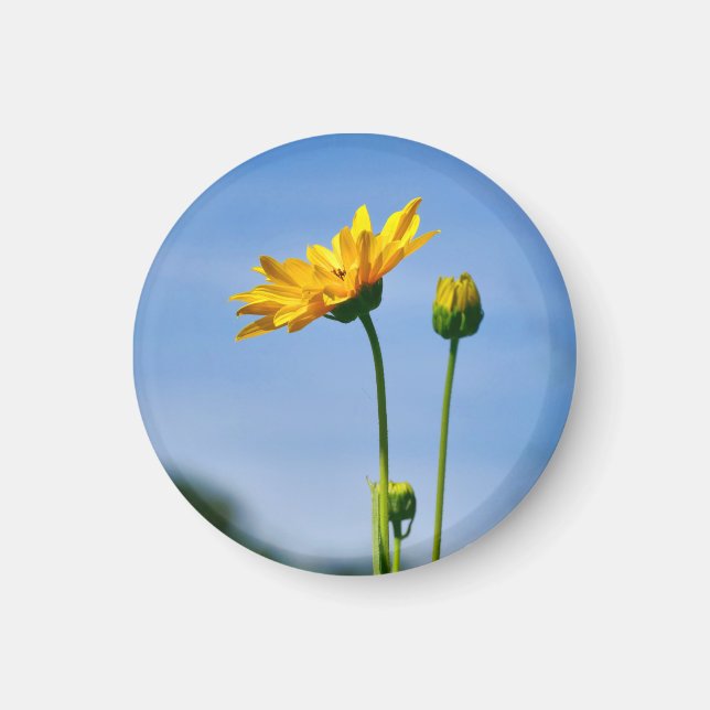 Yellow Daisy Helenium Magnet (Vorne)