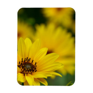 Yellow Daisy Helenium Magnet