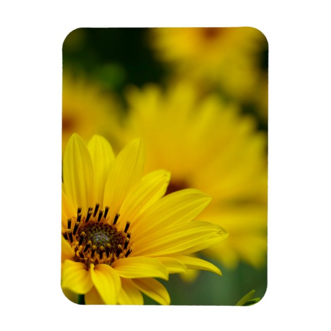 Yellow Daisy Helenium Magnet (Vertikal)