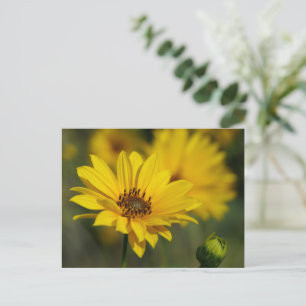 Yellow Daisy Helenium Postkarte