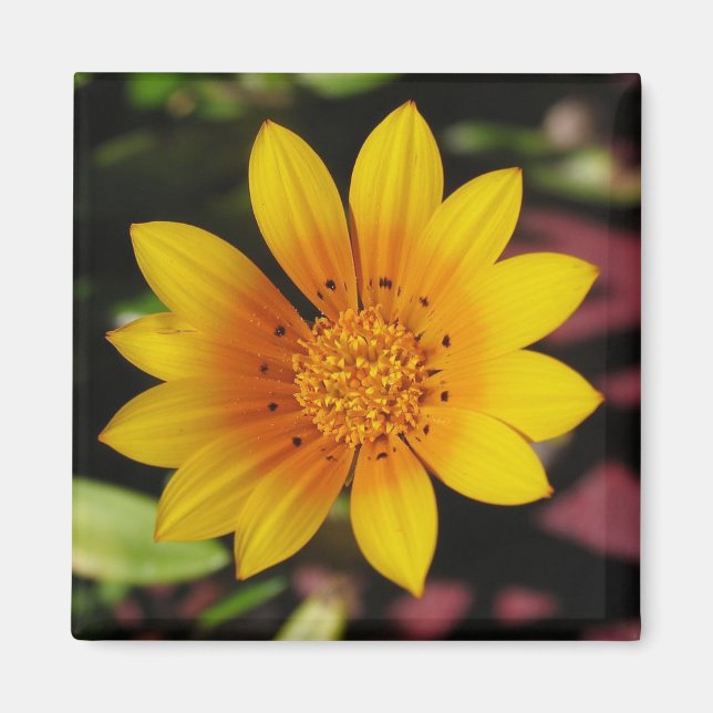 Yellow Daisy Magnet (Vorne)