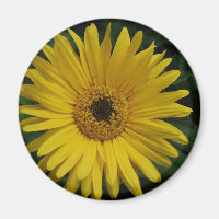 Yellow Daisy Magnet