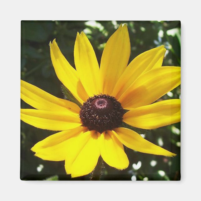 Yellow Daisy Magnet (Vorne)