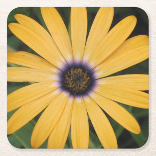 Yellow Daisy Party Untersetzer