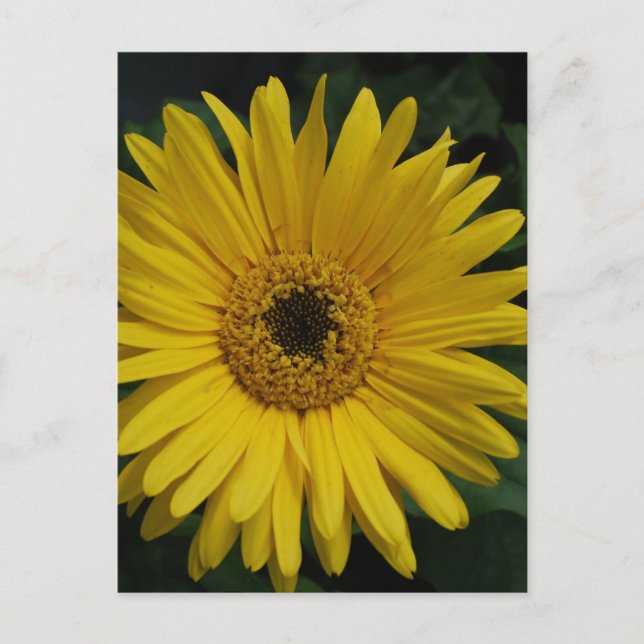 Yellow Daisy Postcard Postkarte (Vorderseite)