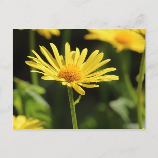 Yellow Daisy Postkarte (Vorderseite)